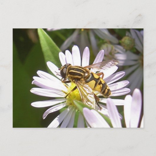 Hoverfly-Briefkaart - Helophilus Briefkaart (Voorkant)
