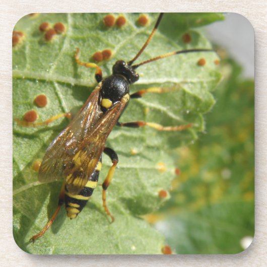 Hoverfly Cork Onderzetter (Voorkant)