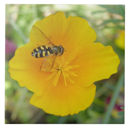 Hoverfly en Californian Poppy Tile Tegeltje (Voorkant)