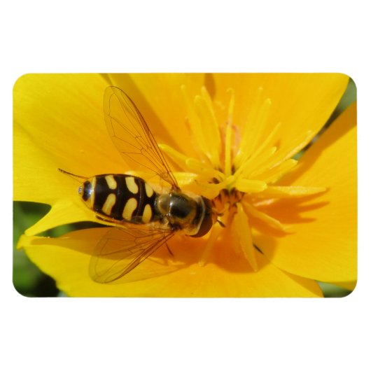 Hoverfly en Flower Premium Magnet Magneet (Horizontaal)