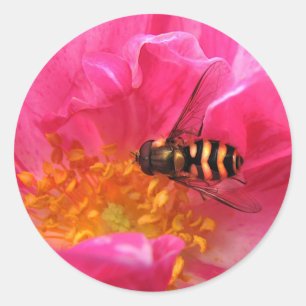 Hoverfly en Rosa Mundi Ronde Sticker