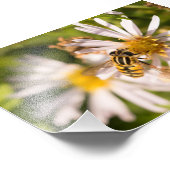 Hoverfly Foto Afdruk (Hoek)