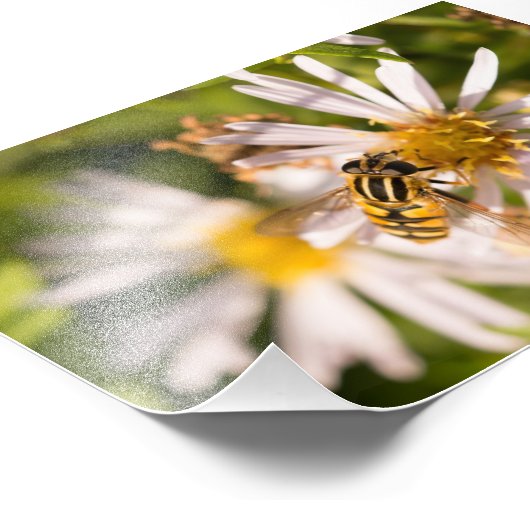 Hoverfly Foto Afdruk (Hoek)
