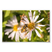 Hoverfly Foto Afdruk (Voorkant)