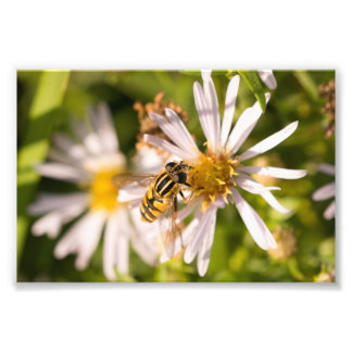 Hoverfly Foto Afdruk