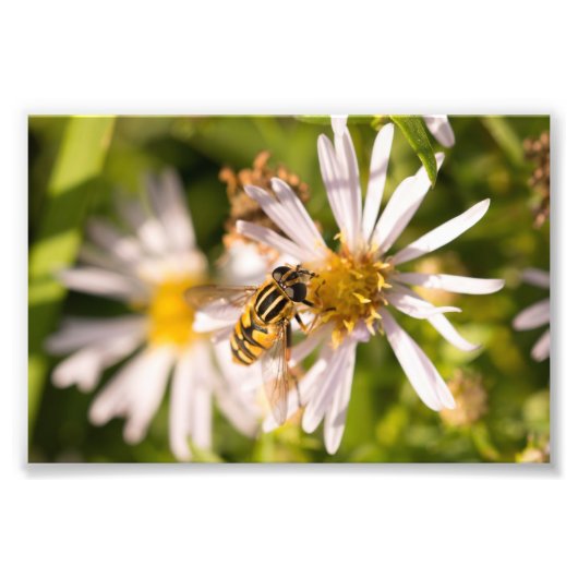 Hoverfly Foto Afdruk (Voorkant)