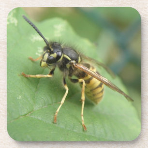 Hoverfly Macro Achterbaan Bier Onderzetter