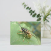 Hoverfly Macro-Briefkaart Briefkaart (Staand voorkant)