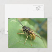Hoverfly Macro-Briefkaart Briefkaart (Voorkant / Achterkant)