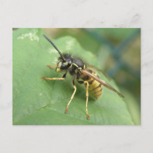 Hoverfly Macro-Briefkaart Briefkaart