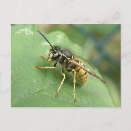 Hoverfly Macro-Briefkaart Briefkaart (Voorkant)