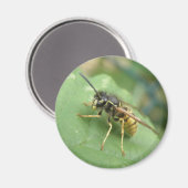 Hoverfly Macro Magnet (Voorkant / Achterkant)