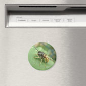 Hoverfly Macro Magnet (Insitu (Vaatwasser))