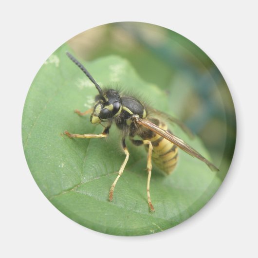 Hoverfly Macro Magnet (Voorkant)