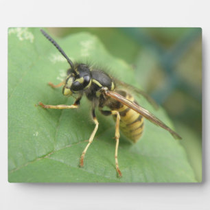 Hoverfly Macro Plaque Fotoplaat