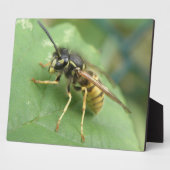 Hoverfly Macro Plaque Fotoplaat (Zijkant)