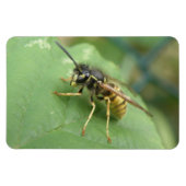 Hoverfly Macro Premium Magnet Magneet (Horizontaal)
