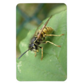 Hoverfly Macro Premium Magnet Magneet (Verticaal)