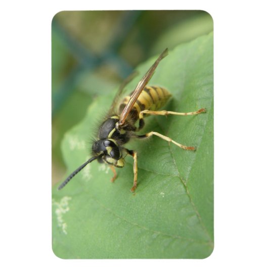 Hoverfly Macro Premium Magnet Magneet (Verticaal)