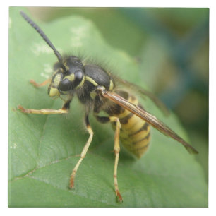 Hoverfly Macro Tile Tegeltje