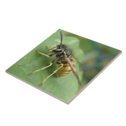 Hoverfly Macro Tile Tegeltje (Zijkant)