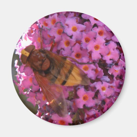 Hoverfly Magnet (Voorkant)