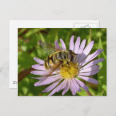 Hoverfly - Myathropa florea Briefkaart (Voorkant / Achterkant)