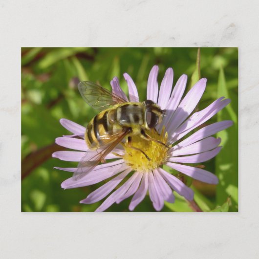 Hoverfly - Myathropa florea Briefkaart (Voorkant)