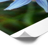 hoverfly on blue poster (Hoek)