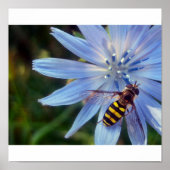 hoverfly on blue poster (Voorkant)