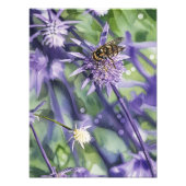 Hoverfly on Purple Eryngium Thistle Flower  Foto Afdruk (Voorkant)