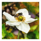 Hoverfly on White Anemone Flower - Pollination in  Foto Afdruk (Voorkant)