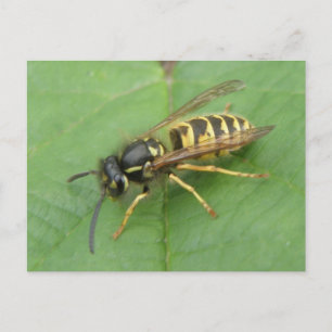 Hoverfly op een Leaf Briefkaart