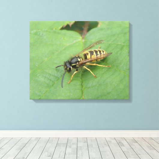 Hoverfly op een Leaf Canvas Print (Insitu (Houten vloer))