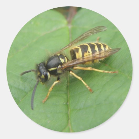Hoverfly op een leder-stickers ronde sticker (Voorkant)