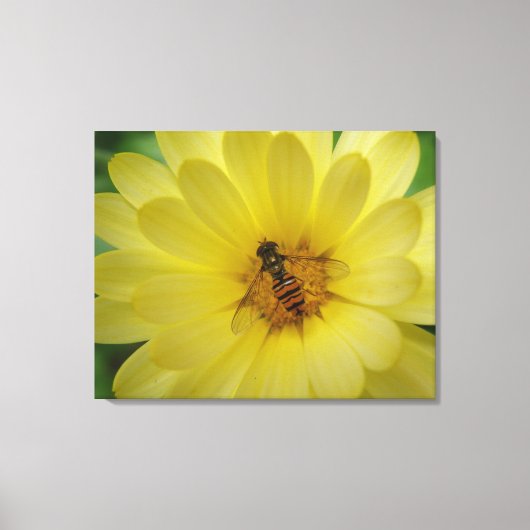 Hoverfly op een Marigold Canvas Print (Voorkant)