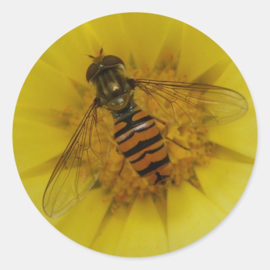 Hoverfly op een Marigold Sticker (Voorkant)