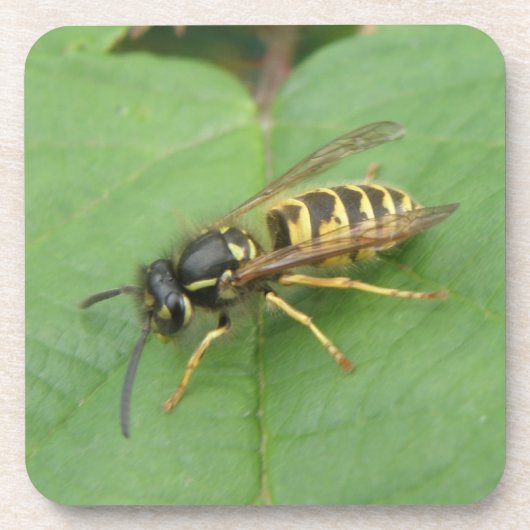 Hoverfly op een Onderzetter met lederkurk (Voorkant)