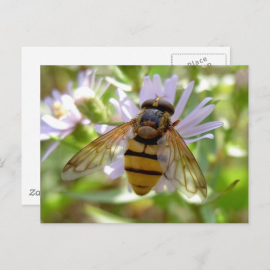 Hoverfly - Volucella inanis Briefkaart (Voorkant / Achterkant)