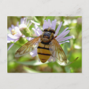 Hoverfly - Volucella inanis Briefkaart