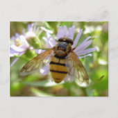 Hoverfly - Volucella inanis Briefkaart (Voorkant)