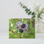 Hoverfly - Volucella pellucans Briefkaart (Staand voorkant)