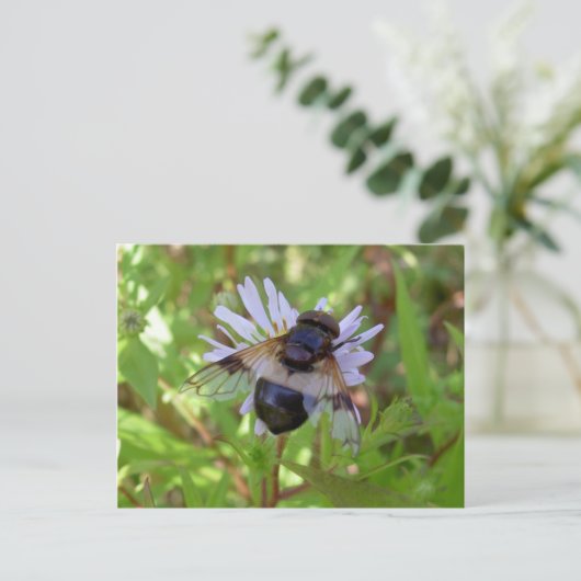 Hoverfly - Volucella pellucans Briefkaart (Staand voorkant)