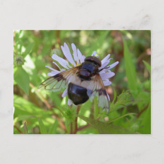 Hoverfly - Volucella pellucans Briefkaart