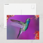 Hovering Blue-Green Hummingbird Briefkaart (Voorkant / Achterkant)