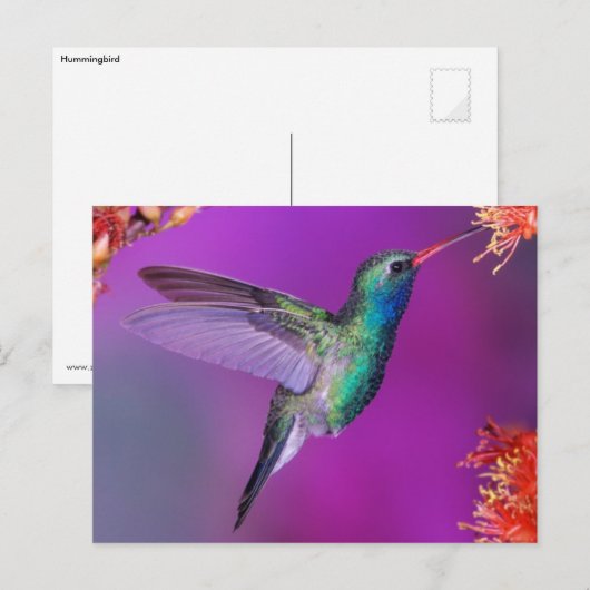 Hovering Blue-Green Hummingbird Briefkaart (Voorkant / Achterkant)
