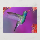 Hovering Blue-Green Hummingbird Briefkaart (Voorkant)