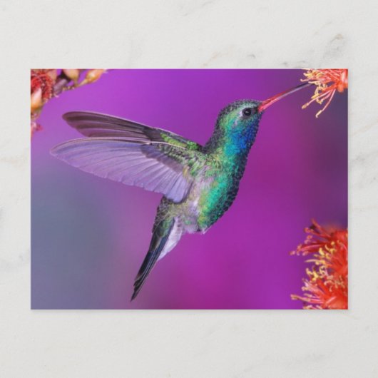 Hovering Blue-Green Hummingbird Briefkaart (Voorkant)
