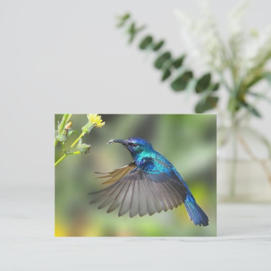 Hovering Blue Hummingbird Briefkaart (Staand voorkant)
