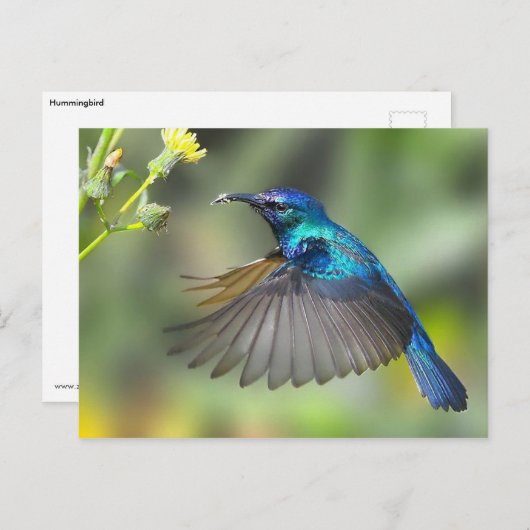Hovering Blue Hummingbird Briefkaart (Voorkant / Achterkant)